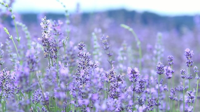 Lavendelfeld - Lavendula officinalis Kamerafahrt