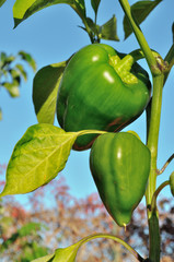 Pepper plant with fruits