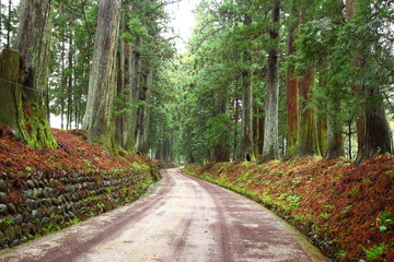 Fototapeta premium Cedar avenue of Nikko