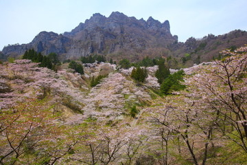 Cherry tree and Mt. Myogi, Gunma, Japan