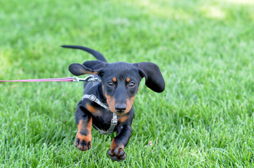 Dog Leaping