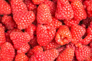 Red Raspberries freshly picked