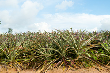Young pineapples in the field