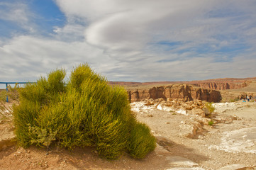 Desert brush in Grand Canyon Arizona.