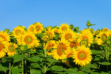 Sonnenblumenfeld - sunflowers field 09
