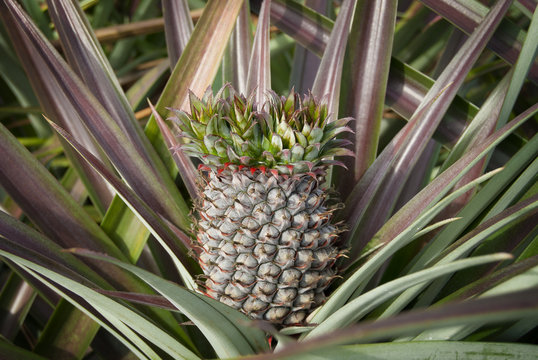 Pineapple, tropical fruit