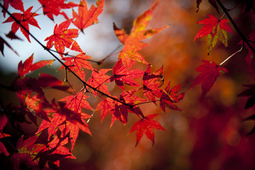 紅葉