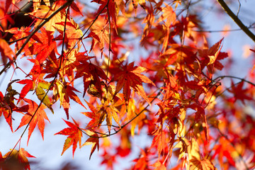 紅葉