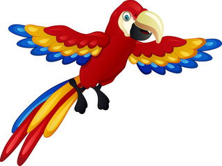 funny macaw bird cartoon