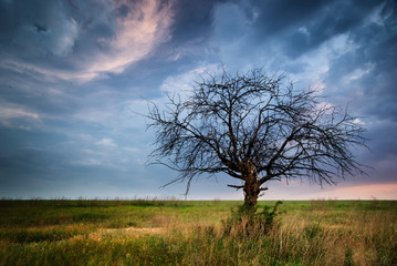 Fototapeta premium Lonely dead tree.