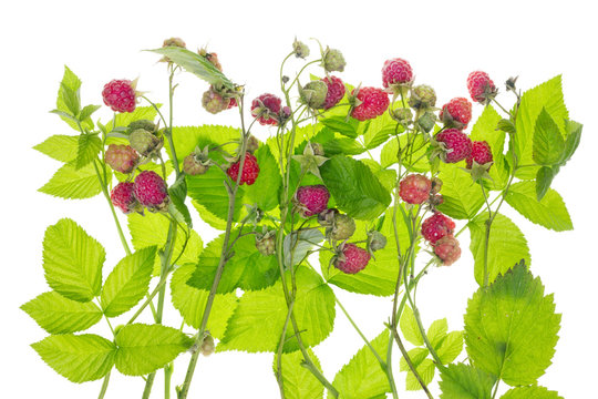 Raspberry bush concept