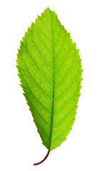 Vibrant green leaf isolated on white background