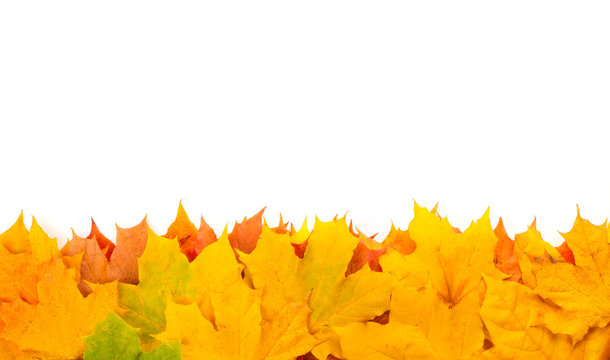 Yellow autumn leaves isolated on white background