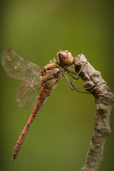 Common Darter Dragonfly