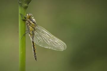 Black-tailed Skimmer Dragonfly