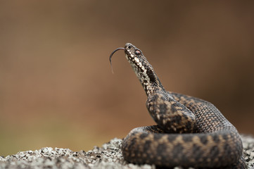 Snake flicking its tongue