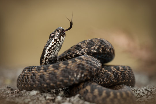 European Adder