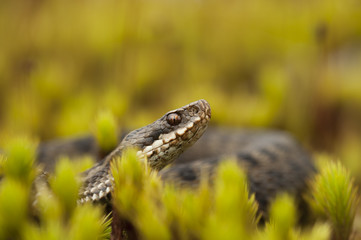 European Adder