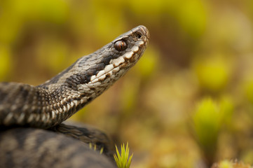 European Adder