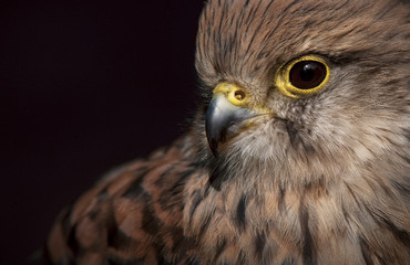 Kestrel Close Up
