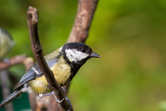 M&eacute;sange charbonni&egrave;re