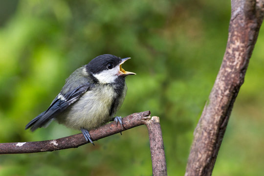 M&eacute;sange charbonni&egrave;re