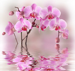 Roze orchideeën met waterreflectie