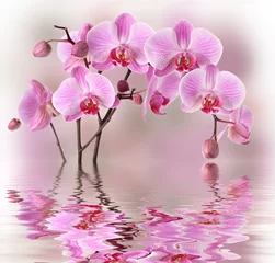 Washable wall murals Orchid Pink orchids with water reflexion