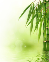 Bamboo border or background