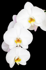 Close-up of white orchids flowers on black background