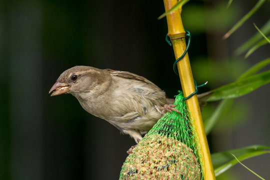Moineau