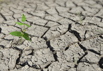plant growing from arid land