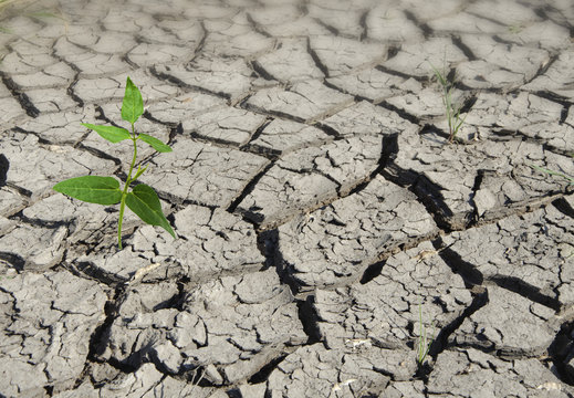 Plant Growing From Arid Land