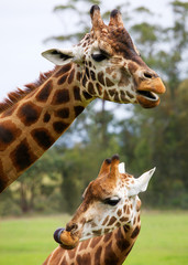 Mother and child giraffe