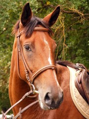 Bay horse with brown bridle