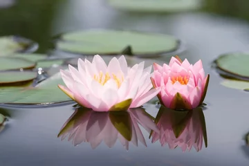 Zelfklevend Fotobehang Waterlelie Water lily or lotus flower