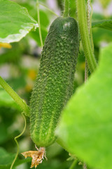 The cucumber in the greenhouse