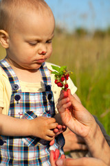child eating wild strawberries