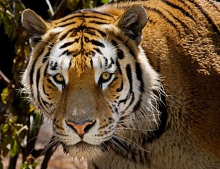 Hungry Tiger in a zoo