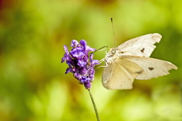 Rapsweißling, Pieris napi an Lavendelblüte