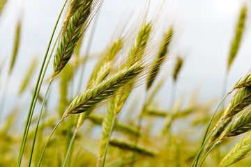 Cereal field.