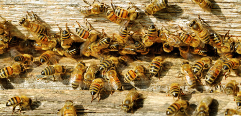 Bees at the beehive entrance.