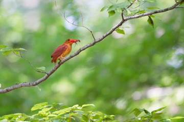 アカショウビン