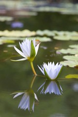 Water lily or lotus flower