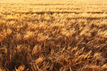 Wheat field