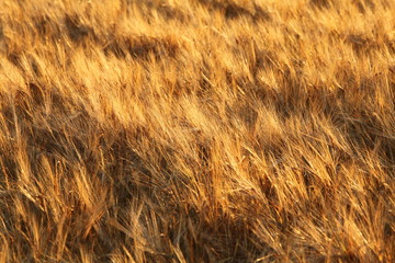 Wheat field