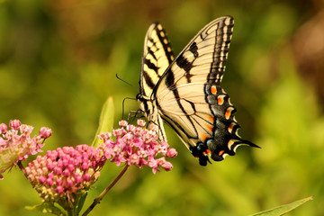 Fototapeta na wymiar Eastern tiger swallowtail butterfly