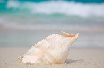 Shell on the beach.