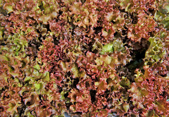Fresh red lettuce