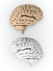 Brain